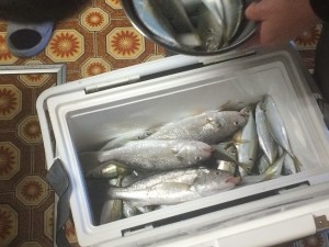 IMG_0715[1]